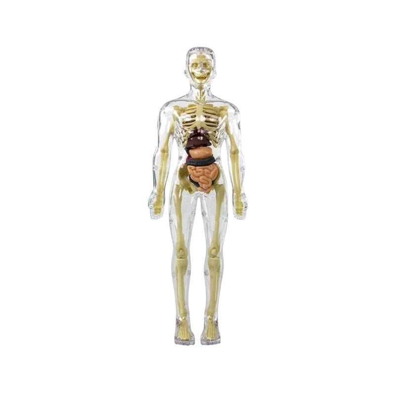 3D-Anatomie-Menschenmodell für Kinder