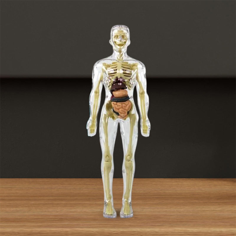 3D-Anatomie-Menschenmodell für Kinder